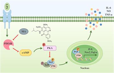 Menisoxoisoaporphine A, a novel oxoisoaporphine alkaloid from Menispermi Rhizoma, inhibits inflammation by targeting PDE4B